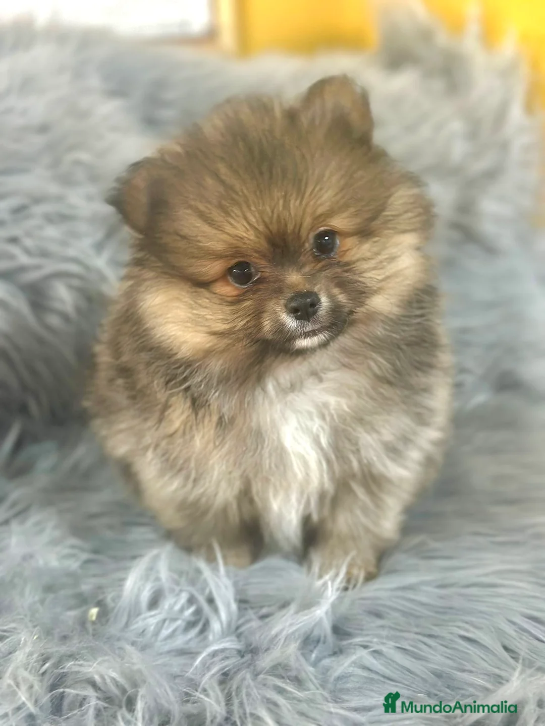 Pomerania perros en venta: Pomerania sable Toy  - Anuncio 4