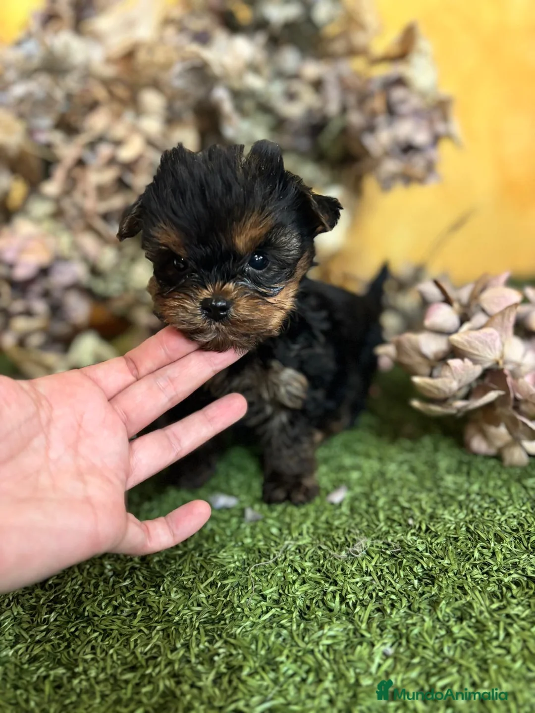 Yorkshire Terrier perros en venta: Yorkshire Toy fotos actuales hembra y macho !! - Anuncio 1