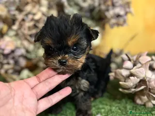 Yorkshire Terrier perros Yorkshire Toy fotos actuales hembra y macho !! - Anuncio 2