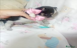 Chihuahua perros en venta: ‼️‼️Chihuahuas muy cariñosos tamaño mini  - Imagen 3