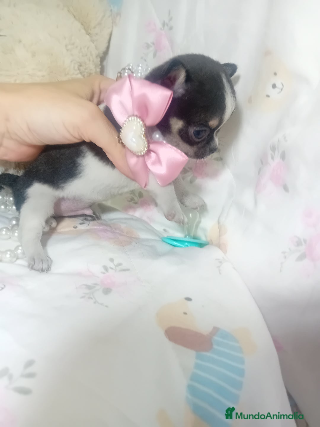 Chihuahua perros en venta: ‼️‼️Chihuahuas muy cariñosos tamaño mini  - Imagen 3