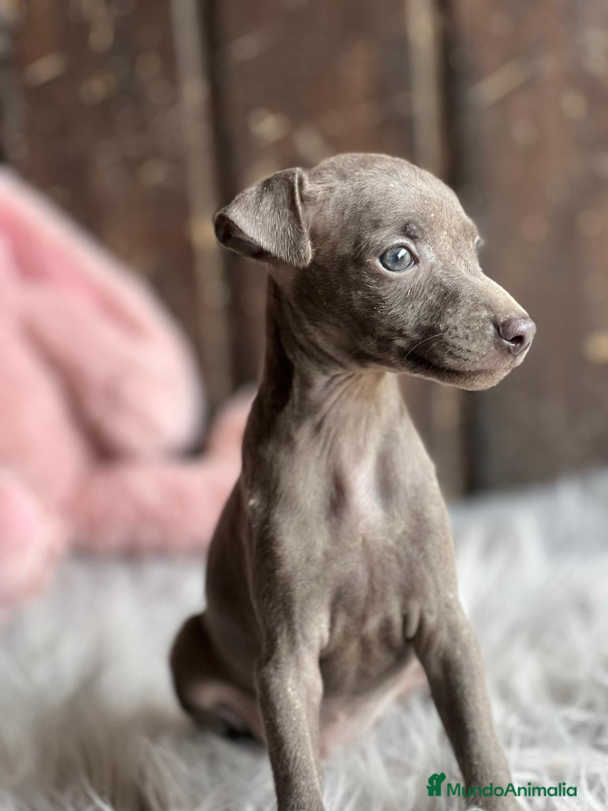 Pequeño Lebrel Italiano perros Piccolo italiano  - Anuncio 2