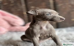 Pequeño Lebrel Italiano perros en venta: Piccolo italiano  - Imagen 2