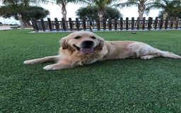 Golden Retriever perros en venta: Cachorros golden con pedigree  - Anuncio 8