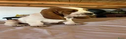Basset Hound perros en venta: Basset Hound 641387649 - Anuncio 1