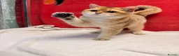 Británico de Pelo Corto gatos en venta: Precioso British Golden dorado - Anuncio 12