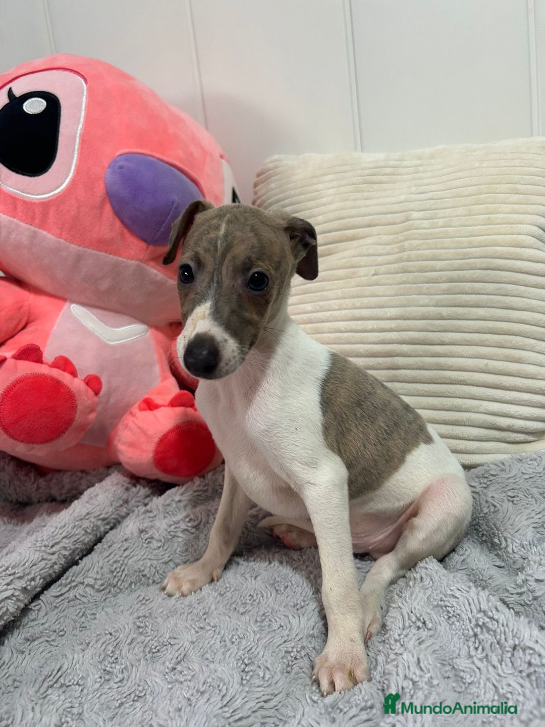Pequeño Lebrel Italiano perros en venta: Piccolo italiano  - Imagen 9