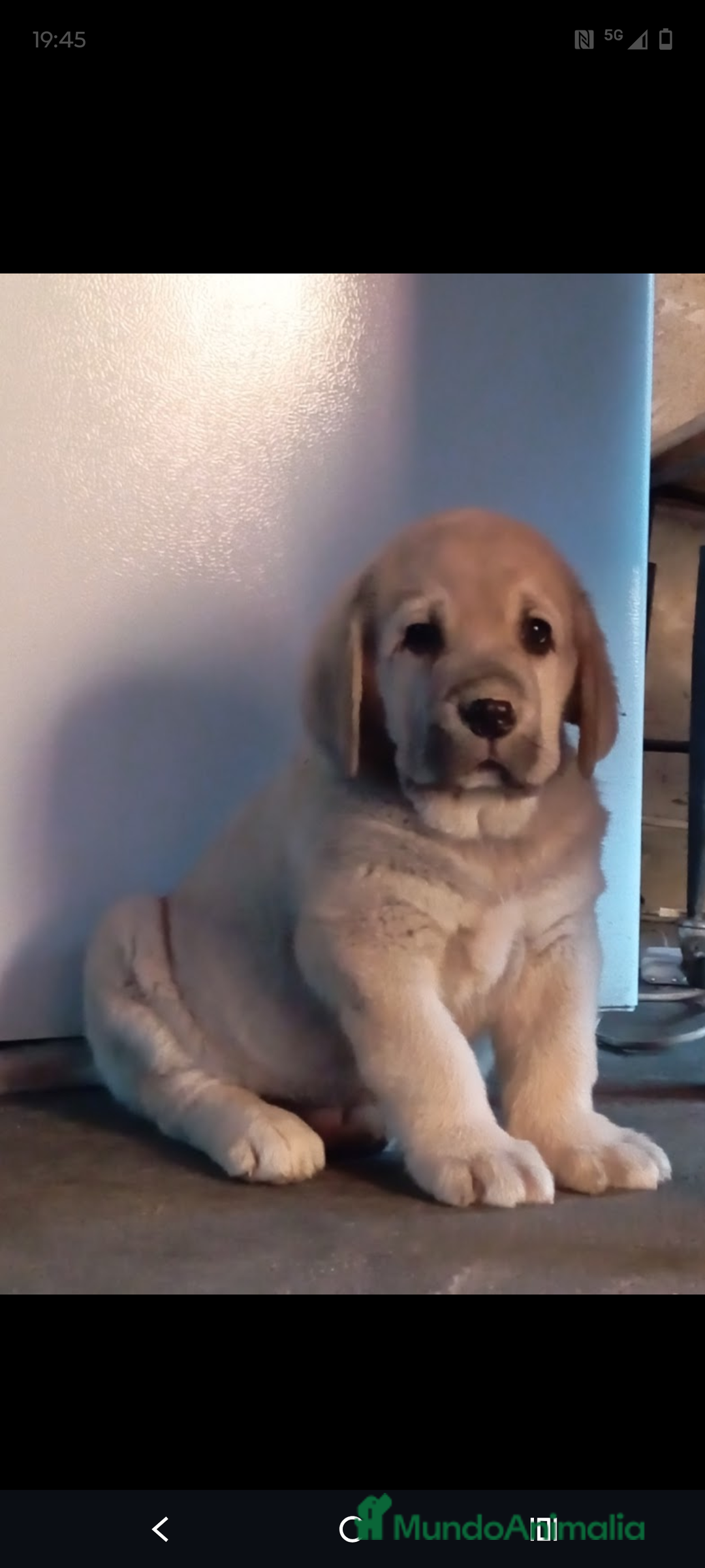 Mastín Español perros en venta: Mastín leones  - Anuncio 2