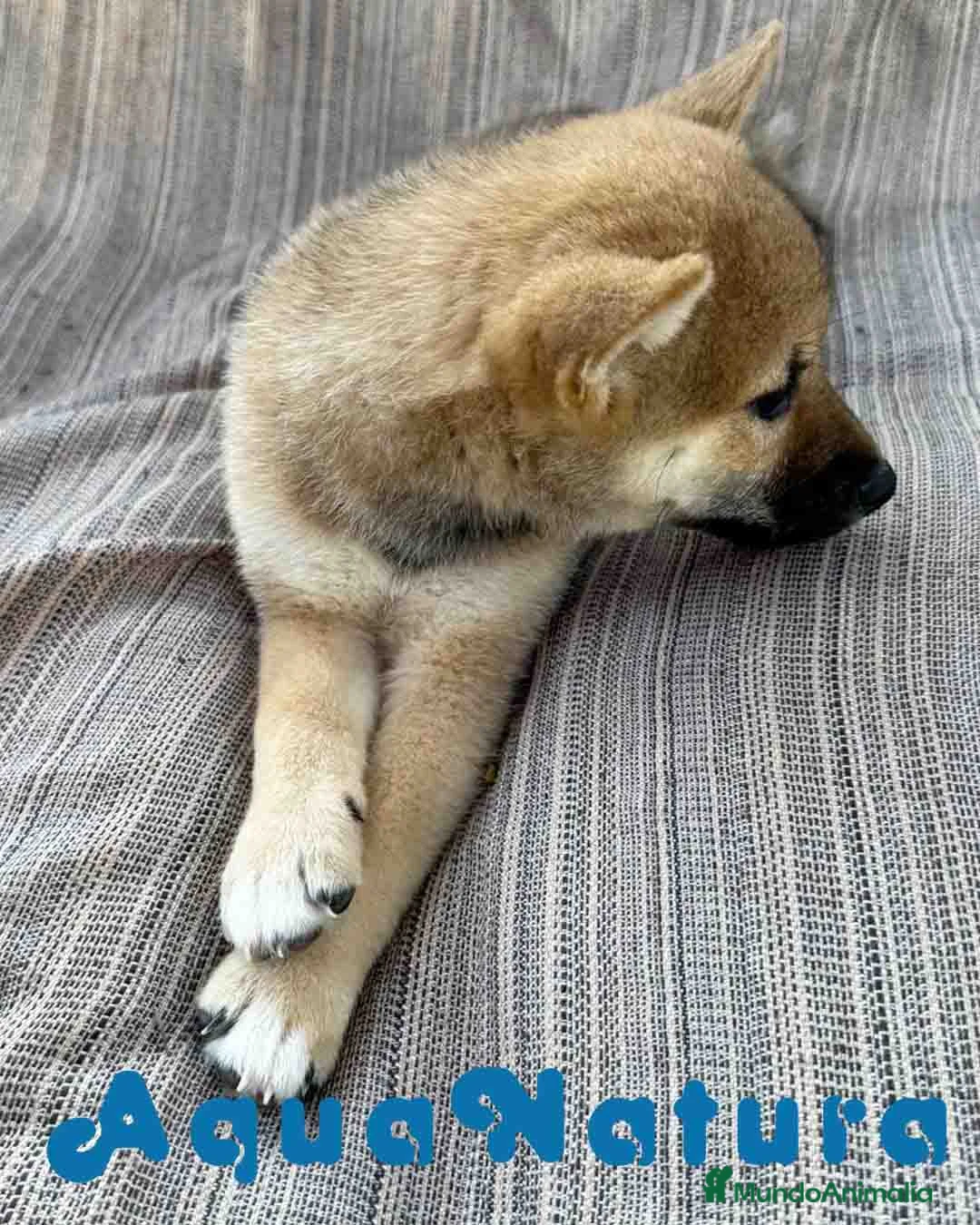 Shiba Inu perros en venta: Shiba Inu Hembra 7187 - AQUANATURA en Barcelona - Anuncio 7