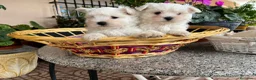 Bichón Maltés perros en venta: Bichon Maltés en Murcia - Anuncio 1