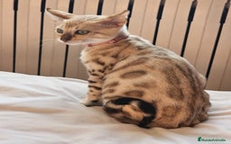 Bengalí gatos en venta: Bengalí Hembra - Imagen 1