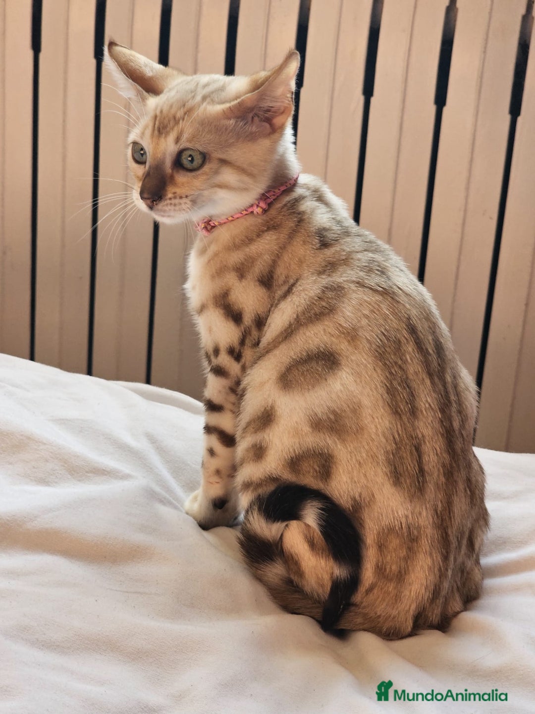 Bengalí gatos en venta: Bengalí Hembra - Imagen 1