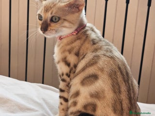 Bengalí gatos - Anuncio 2