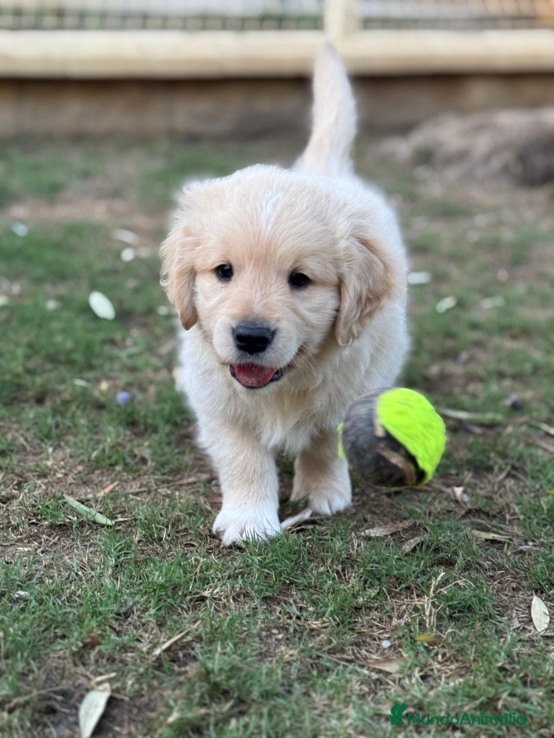 Golden Retriever perros en venta: Golden retriver  - Imagen 4