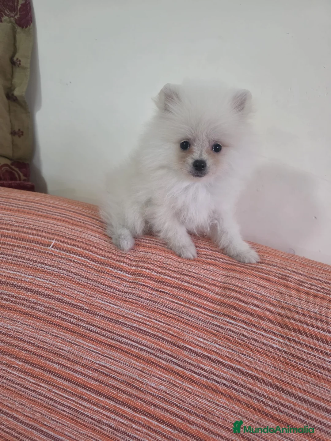 Pomerania perros en venta: Cachorritos pomerania - Anuncio 2