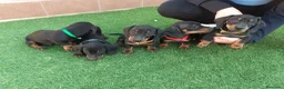 Teckel perros en venta: PRECIOSOS TECKEL NEGRO FUEGO  - Anuncio 4