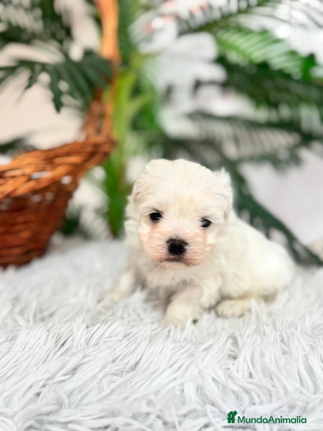Bichón Maltés perros en venta: BICHON MALTES - Anuncio 3