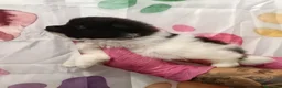 Pomerania perros en venta: Pomerania  - Anuncio 3