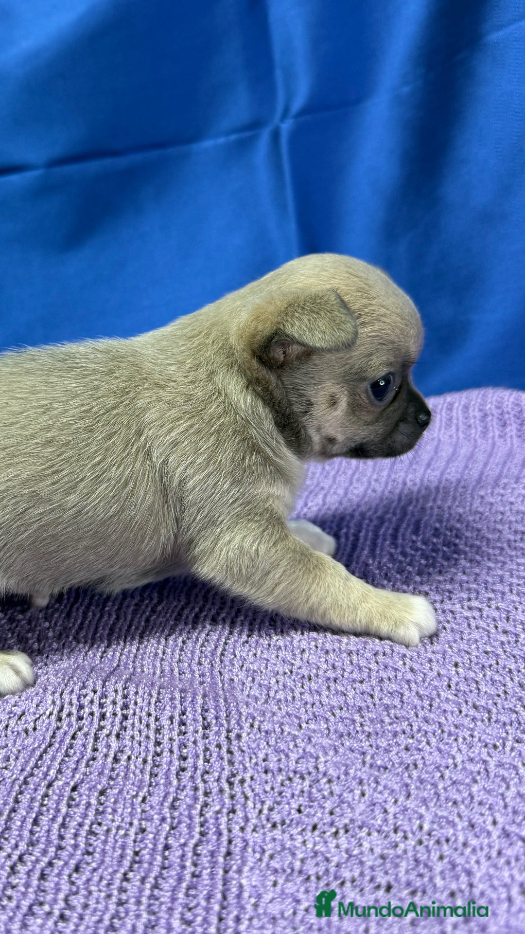 Chihuahua perros en venta: Preciosos cachorros Chihuahua colores exoticos - Imagen 8