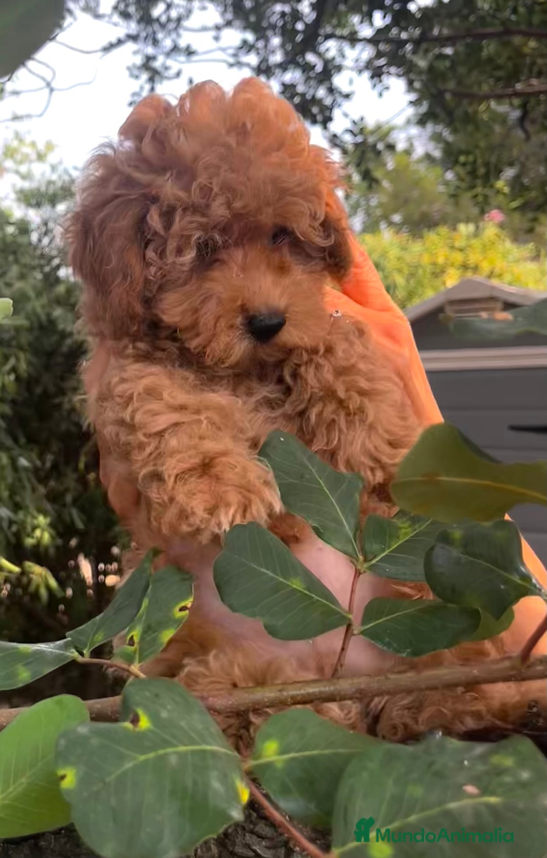 Caniche Toy perros en venta: Caniche toy Apricot  - Imagen 3