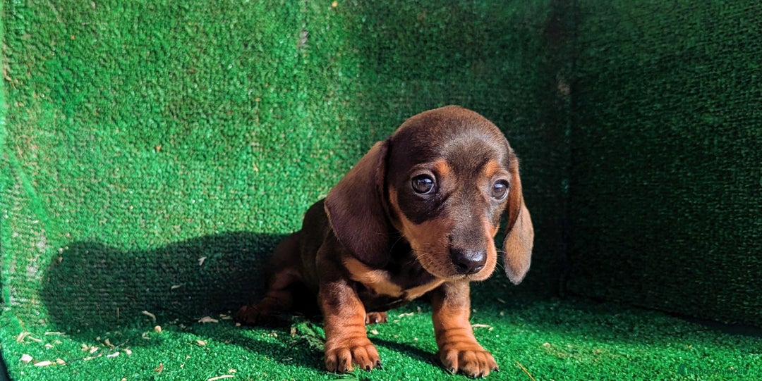 Teckel Miniatura perros en venta: Teckel miniatura - Anuncio 6