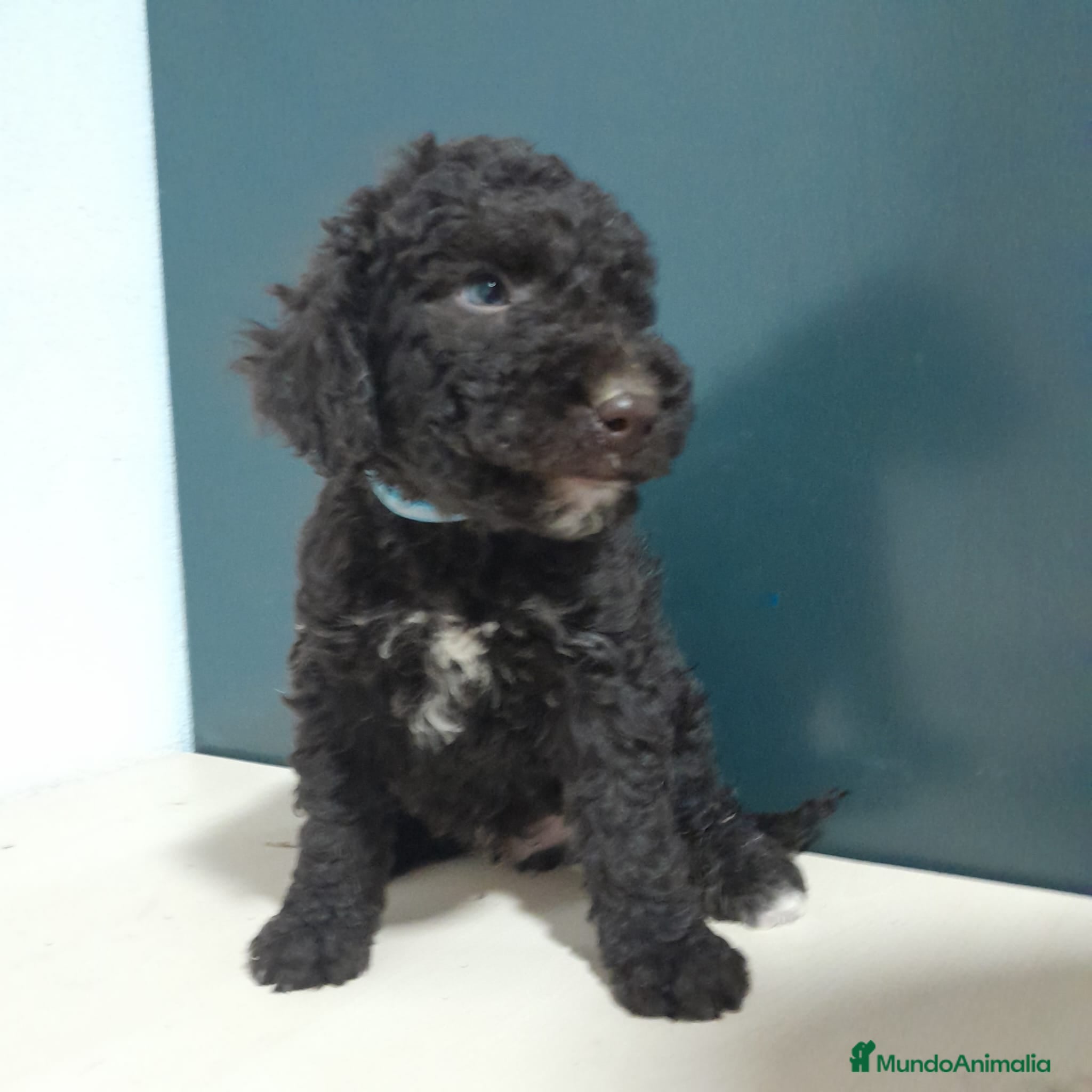 Perro de Agua Español perros PERRO DE AGUA - Anuncio 1
