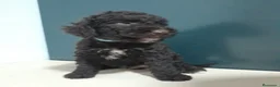 Perro de Agua Español perros en venta: PERRO DE AGUA - Anuncio 1