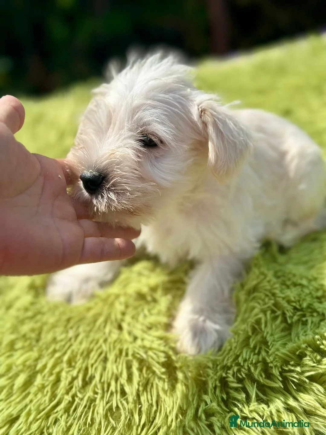 Schnauzer Miniatura perros en venta: Schnauzer miniatura  - Anuncio 9