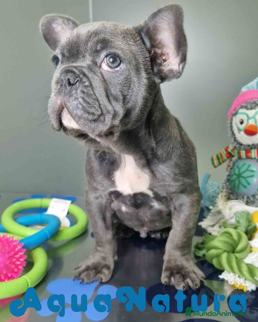 Bulldog Francés perros en venta: Bulldog Frances Macho CJMM 2663 AQUANATURA - Anuncio 1