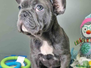 Bulldog Francés perros Bulldog Frances Macho CJMM 2663 AQUANATURA - Anuncio 1