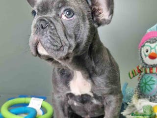 Bulldog Francés perros Bulldog Frances Macho CJMM 2663 AQUANATURA - Anuncio 2