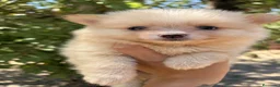 Pomerania perros en venta: Lulù de Pomerania  - Anuncio 4