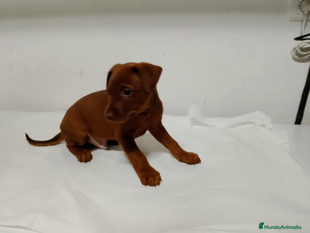Pinscher Miniatura perros en venta: Macho Mini pinche disponible  - Anuncio 2