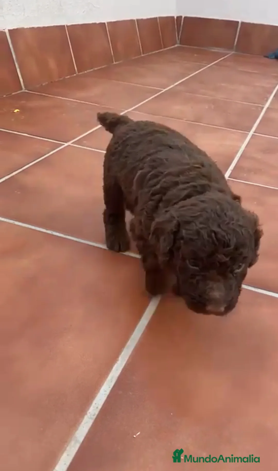 Perro de Agua Español perros en venta: Hembrita de perro de agua chocolate  - Anuncio 1