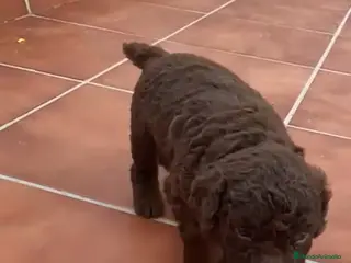 Perro de Agua Español perros Hembrita de perro de agua chocolate - Anuncio 1