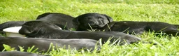 Labrador Retriever perros en venta: Cachorros de Labrador Retriever Negros - Anuncio 4