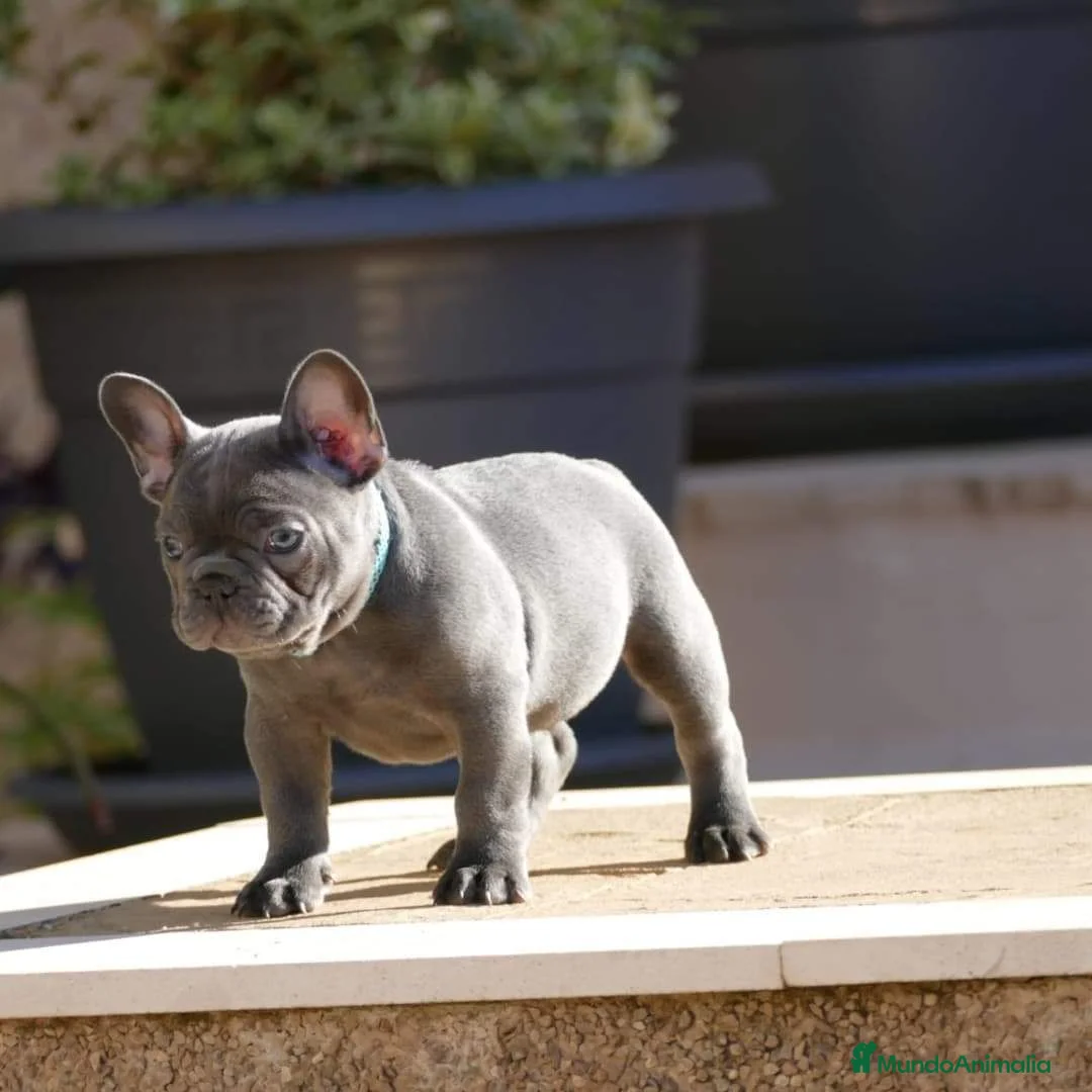 Bulldog Francés perros en venta: Cachorros de Bulldog Frances  - Anuncio 2