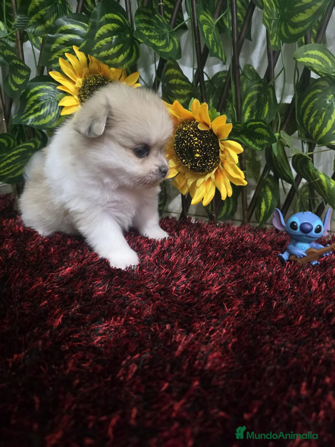 Pomerania perros en venta: Pomerania - Anuncio 2