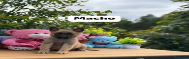 Pastor Belga Malinois 1