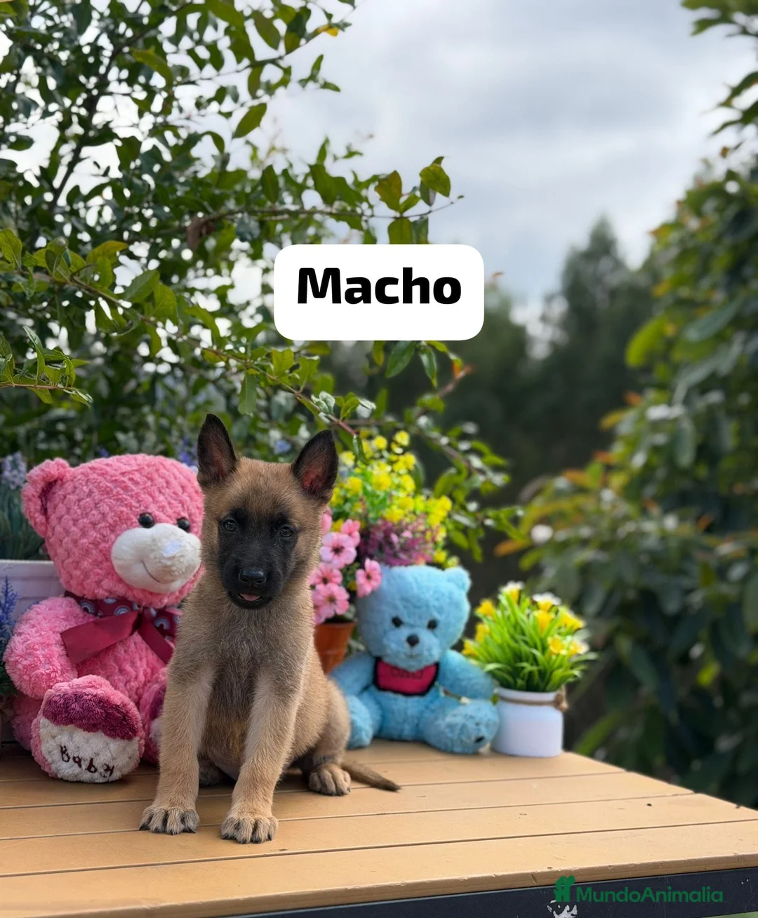 Pastor Belga Malinois perros en venta: Pastor belga malinois - Anuncio 2