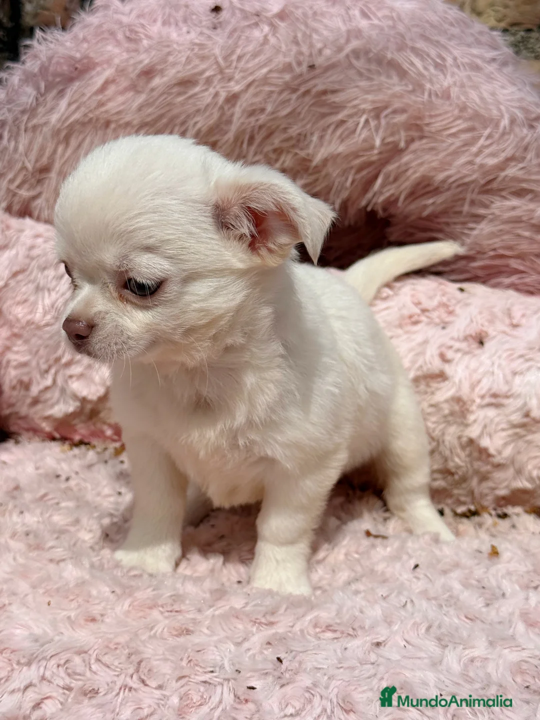 Chihuahua perros en venta: Chihuahua pelo largo hembra ojos azules  - Anuncio 5
