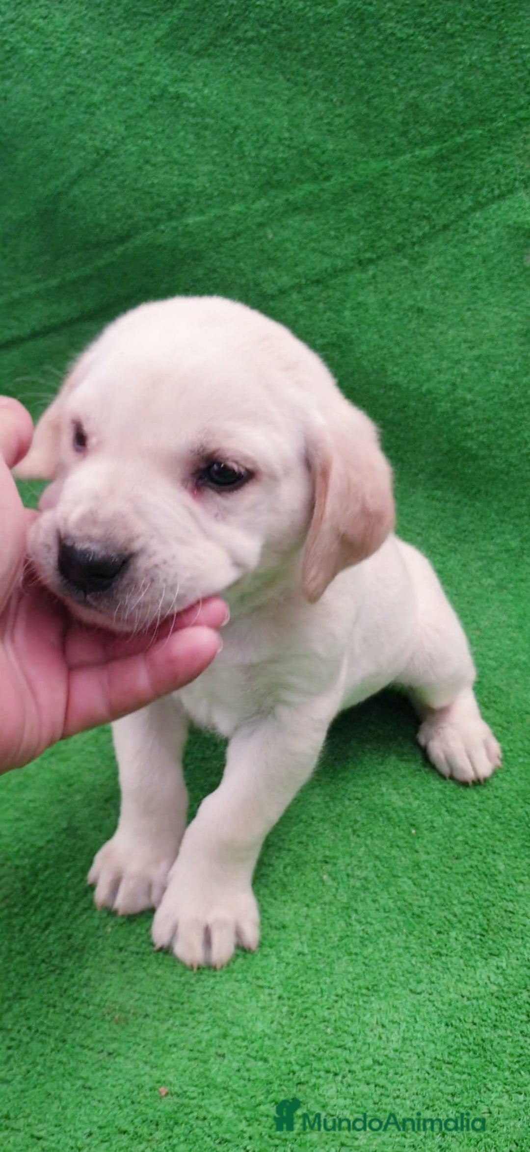 Labrador Retriever perros en venta: # Labrador Retriever# - Anuncio 4