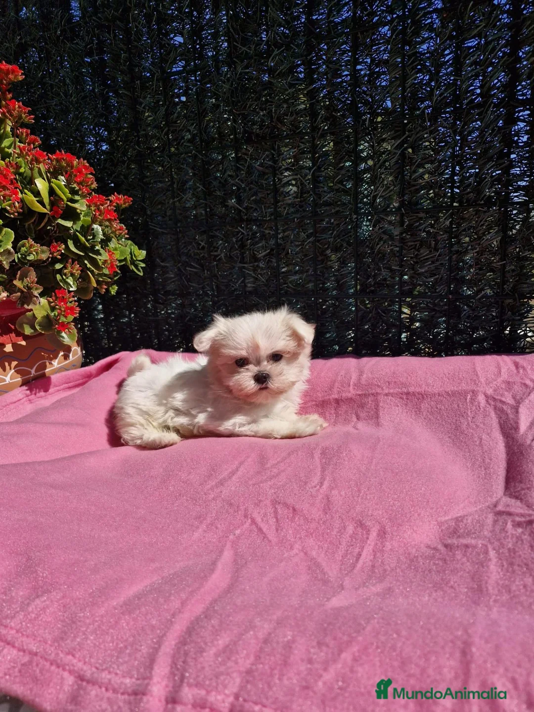 Bichón Maltés perros en venta: Bichón Maltés  - Anuncio 2
