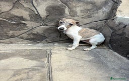 Whippet perros en venta: Whippet  - Imagen 20