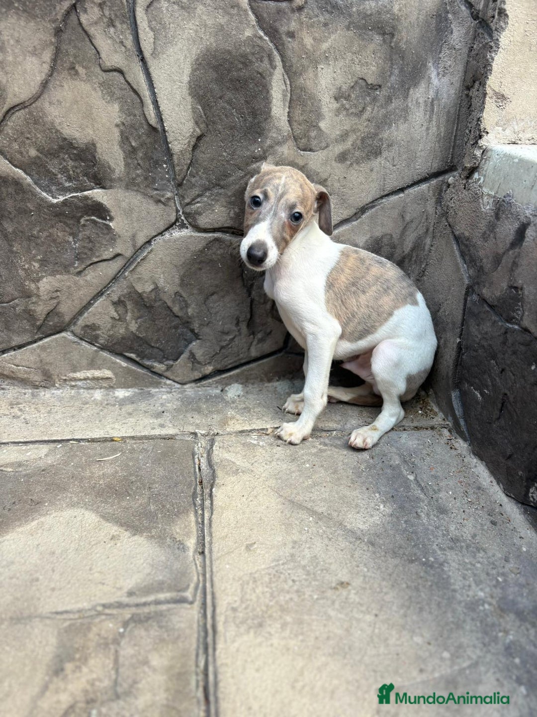 Whippet perros en venta: Whippet  - Imagen 20