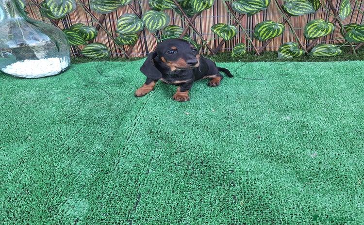 Teckel Miniatura perros - Anuncio 6