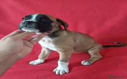 Boxer perros en venta: Boxer - Imagen 2