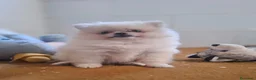 Pomerania perros en venta: POMERANIA - Anuncio 3