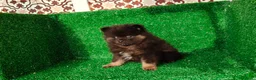 Pomerania perros en venta: Pomerania  - Anuncio 4