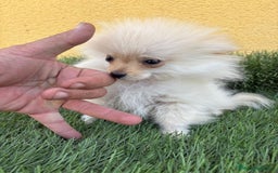 Pomerania perros en venta: Lulu de Pomerania micro toy macho - Imagen 10